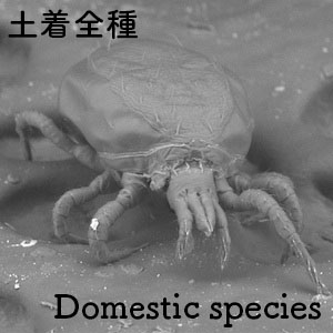 domestic species