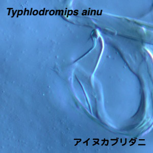 Typhlodromips ainu