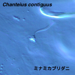 Chanteius contiguus