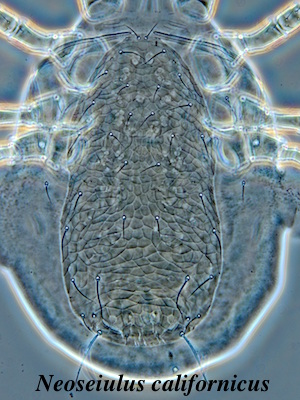 Neoseiulus californicus