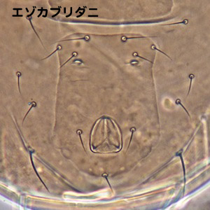 Amblyseius ezoensis