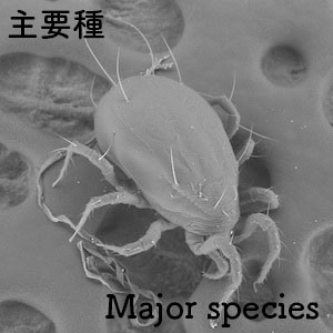 major species