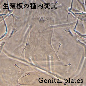 variation of genital p
