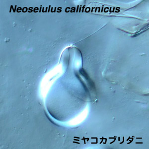 Neoseiulus californicus