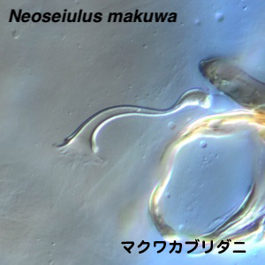 Neoseiulus makuwa