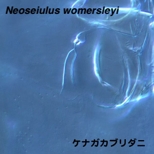 Neoseiulus womersleyi