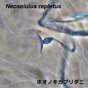 Neoseiulus repletus