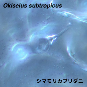 Okiseius subtropicus