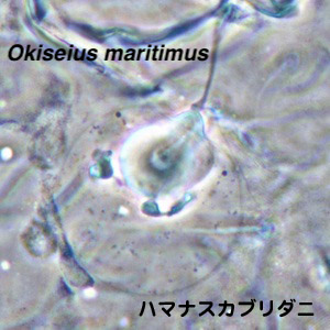 Okiseius maritimus