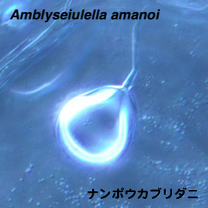 Amblyseiulella amanoi
