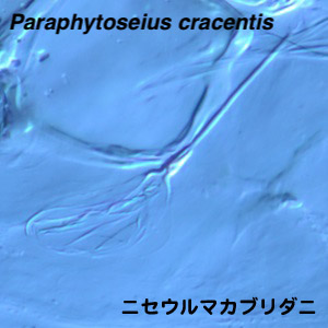 Paraphytoseius cracentis