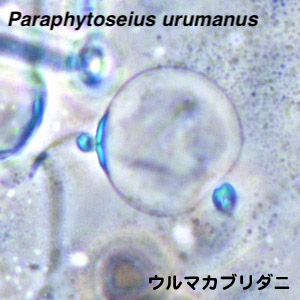 Paraphytoseius urumanus
