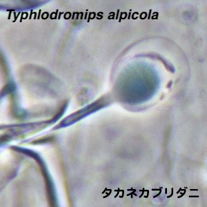 Typhlodromips alpicola