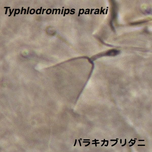 Typhlodromips paraki
