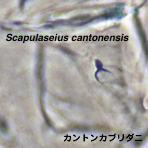 Scapulaseius cantonensis