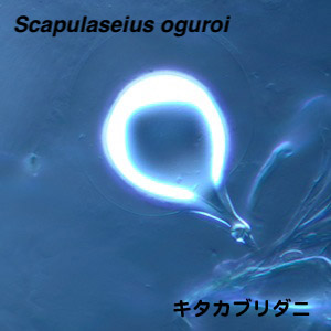 Scapulaseius oguroi