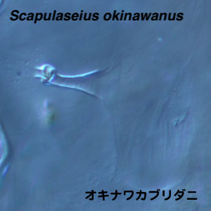 Scapulaseius okinawanus