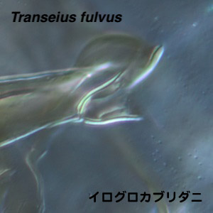 Transeius fulvus