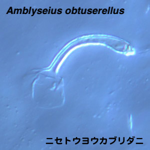 Amblyseius obtuserellus