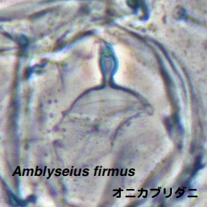 Amblyseius firmus