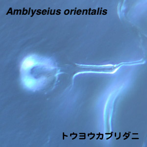 Amblyseius orientalis