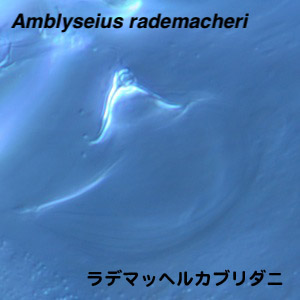 Amblyseius rademacheri