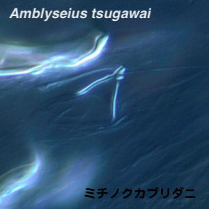 Amblyseius tsugawai