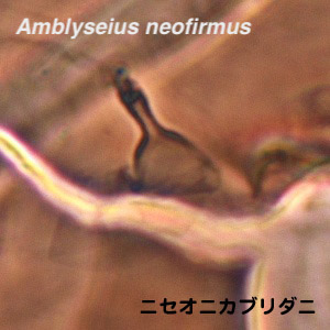 Amblyseius neofirmus