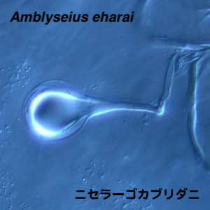 Amblyseius eharai