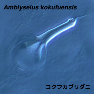 Amblyseius kokufuensis