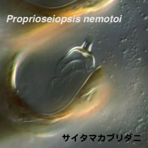 Proprioseiopsis nemotoi