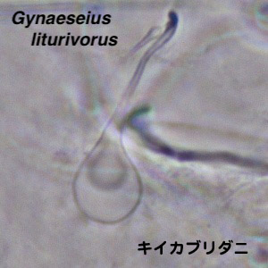 Gynaeseius liturivorus