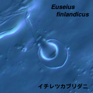 Euseius  finlandicus