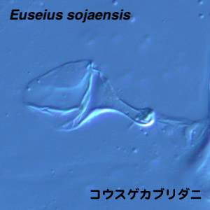 Euseius sojaensis
