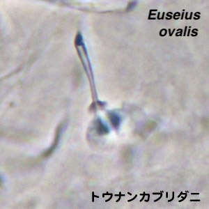 Euseius ovalis