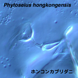 Phytoseius hongkongensis