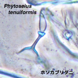 Phytoseius tenuiformis