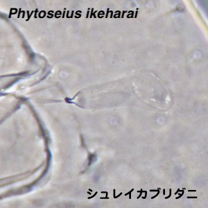 Phytoseius ikeharai
