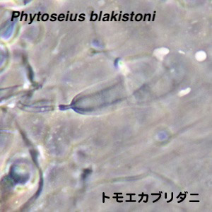 Phytoseius blakistoni