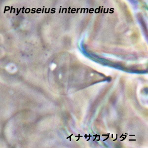 Phytoseius intermedius