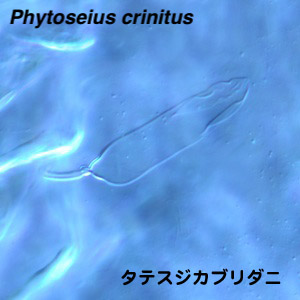 Phytoseius crinitus