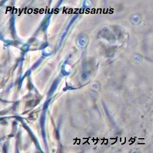 Phytoseius kazusanus