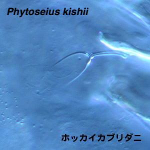 Phytoseius kishii