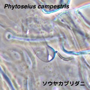 Phytoseius campestris