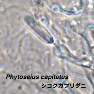 Phytoseius capitatus