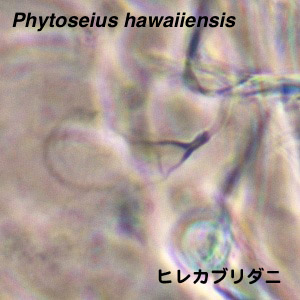 Phytoseius hawaiiensis