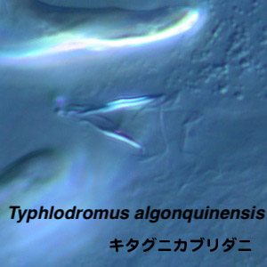 Typhlodromus algonquinensis