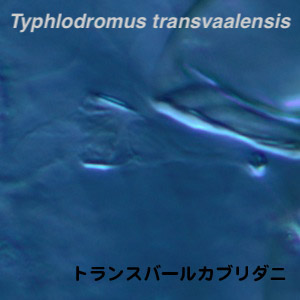 Typhlodromus transvaalensis