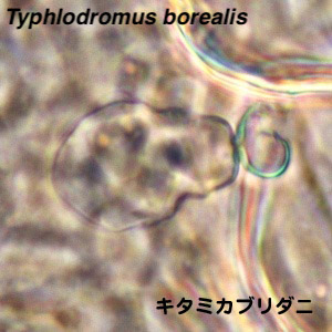 Typhlodromus borealis
