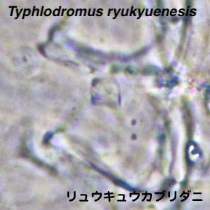 Typhlodromus ryukyuensis